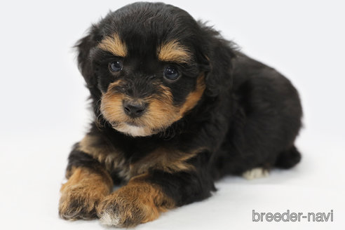 成約済の神奈川県のミックス犬-301725の2枚目